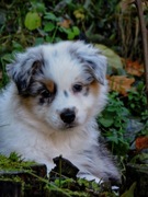 Owczarek australijski (typ amerykański) piesek blue merle z długim ogonem 