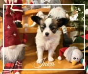 Suczka Papillon Spaniel Kontynentalny Poznań