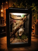 Terrarium dla pająka skakuna skakun 14x14x20 cm modułowe. Drzwi na magnes 