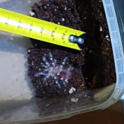 Ptasznik Acanthoscurria geniculata - 2,5-3 DC, NS