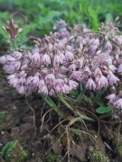 Czosnek Allium sibthorpianum 