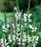 Odętka wirginijska bia