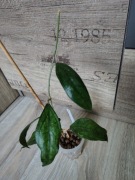Hoya sp Germany ci