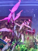 Polygonum sp. Sao Paulo– Sadzonka z hodowli podwodnej min 10 cm