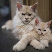 Maine Coon kocięta 