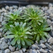 Naradka rojnikowata sztyletolistna / Androsace sempervivoides mucronifolia