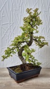 Bonsai Zelkova Brzostownica