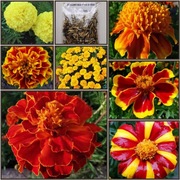 Aksamitka niska - MIX KOLOR - 1g nasion 