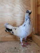 Szek Polski chudnięcie kręciek Adeno polewanie 