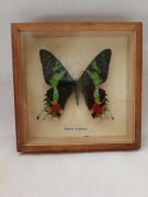 Motyl Urania ripheus w drewnianej gablotce