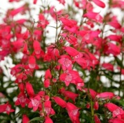 Penstemon meksykański czerwony bylina wieloletnia sadzonka 
