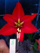 Zwartnica, Hipeastrum, Amarylis nr 8 Ob.16+cm