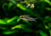 Rybki do akwarium - Kirysek Pigmej Kirys Pigmejski -do małych akwarii