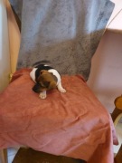 Jack Russell Terrier piesek 