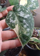 Scinsapsus argyraeus albo variegata 