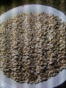 Pszenżyto pasza dla kur, gołębi, drobiu z ekologicznego gospodarstwa  25 kg