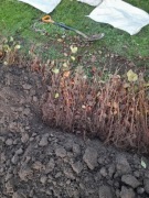 Buk pospolity polski ,zamówienia od  150 sztuk