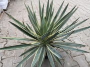 Jukka Gloriosa Variegata Yucca duża tworzy pień