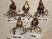 Cebule Hippeastrum (Amarylis)