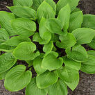 Hosta Funkia Purple Heart