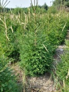 Choinki świerki drzewka bożonarodzeniowe hurt