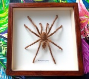 Pająk ptasznik w ramce Psalmopoeus pulcher