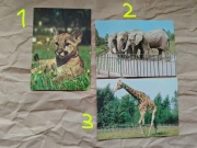 Kartki pocztowe pocztówki M. Raczkowski, Z. Raczkowska 88/89 KAW