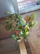 Syngonium 'Neon Robusta' 