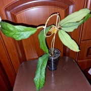 Hoja,Hoya ~ GOLDEN EYE ~ 45 cm, dojrzała, rosnąca 