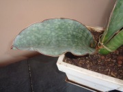 Sansevieria ES 22397