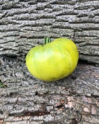 GREEN BLUSH   Pomidor Kolekcjonerski 