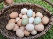 Jaja kurze 60szt.  z mojego kurnika