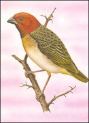 Wyspy Św Tomasza i Książęce - Ptaki, (zestaw 581)