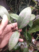 Hoja wibergiae, hoya