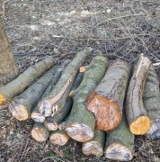 Drzewo opałowe i tartaczne 