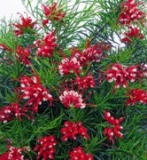 Grevillea juniperina,  kwitnący iglak 