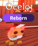 Neon Ocelot! |NAJTANIEJ SZYBKO DUŻO POLECEŃ!|Adopt Me|Roblox