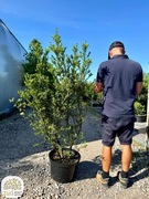 Ilex crenata Convexa, Ostrokrzew karbowanolistny, 100-120cm