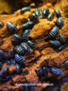 Isopody Armadilidium maculatum "zebra",12 sztuk