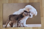 Fotoobraz pies kot zwierzęta 90 cm x 60 cm
