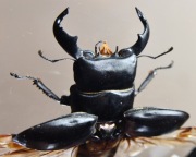 Kolekcja chrząszczy, DoBc_5 gablotka dwustronna.