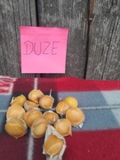 Czosnek słoniowy 10 szt duże sloniowy cebulki przybyszowe 