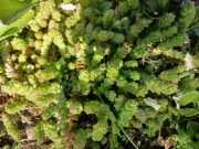 Rozchodnik Ostry Sedum acre Aurea Żółty Dywan