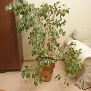 Fikus Benjamin z donicą 140x140 cm okazja