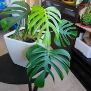 Monstera Deliciosa var. Sierreana Mexico 