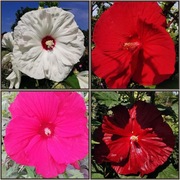 Hibiskus bagienny MIX KOLOR- olbrzymi kwiat- PROMOCJA 