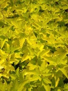 Pęcherznica kalinolistna 'Luteus'