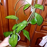 Hoja,Hoya ~ NARATHIVAT SOUTH OF THAILAND- EPC 209~ rosnąca 