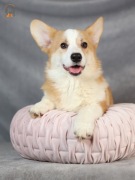 Welsh Corgi Pembroke ZKwP FCI  suczka po Championie