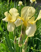 Irys - kosaciec jasny żółty 